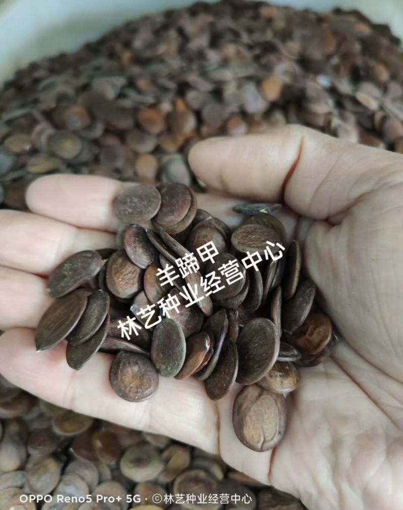 羊蹄甲种子红花羊蹄甲种子羊蹄甲树苗树种别名洋紫荆