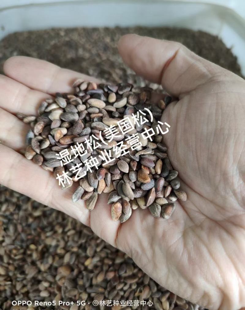 湿地松种子古巴松美国松国外松松树绿化行道林木