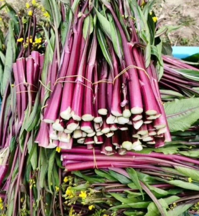 紫玫瑰一号C小叶亮红紫菜苔种子菜苔基地种植红菜苔种子批发