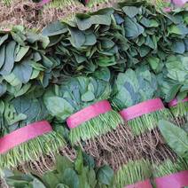 滑县精品大小叶菠菜产地直供一手货源保质保量欢迎咨询