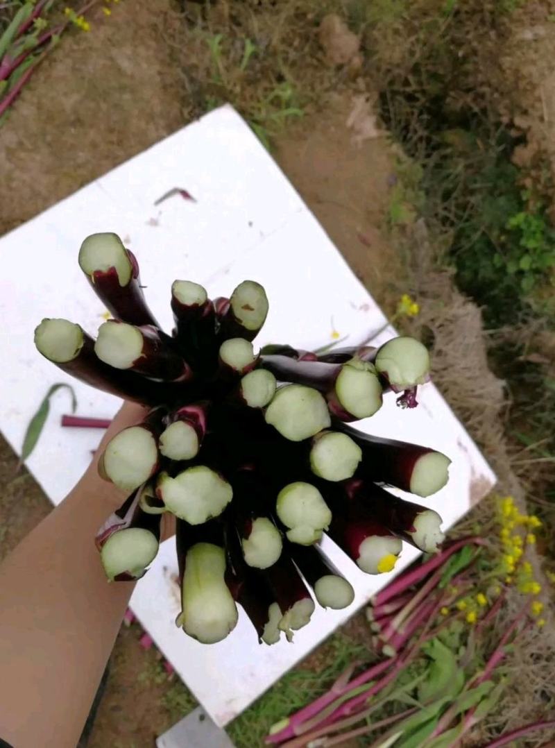 紫玫瑰一号A紫菜苔种子早熟定植后35天采收秋季栽培