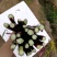 紫玫瑰一号A紫菜苔种子早熟定植后35天采收秋季栽培