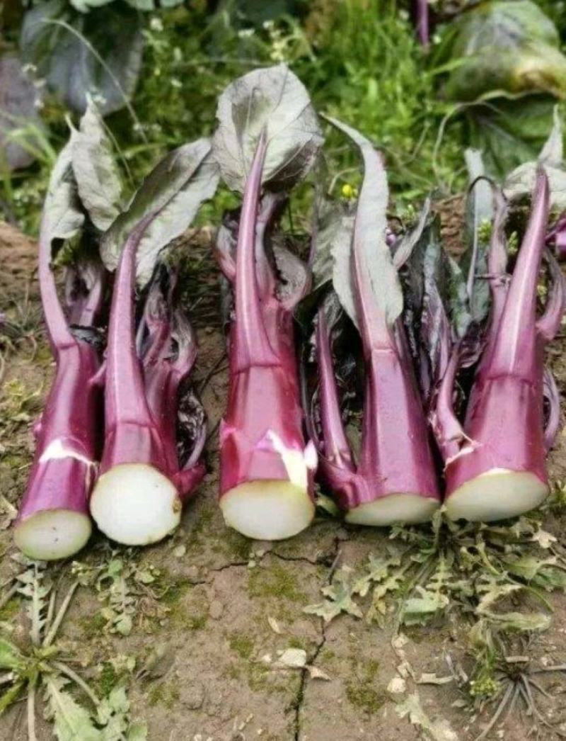 SQ616F1十月红中晚熟紫菜苔种子粗菜苔基地秋季栽培