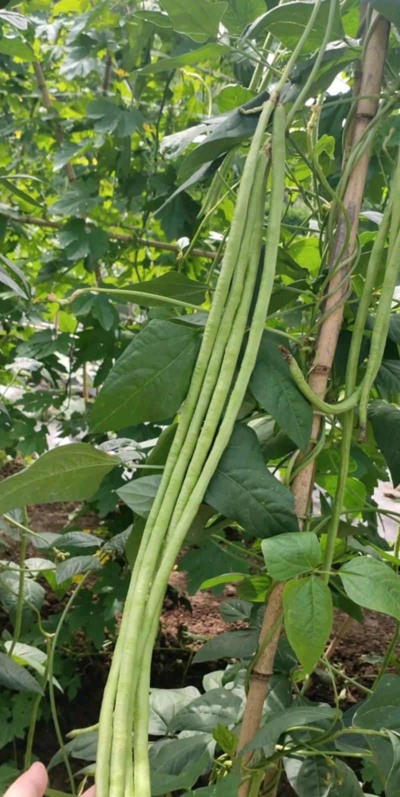 蓉翠一号豇豆种子菜豆种子蔬菜种子长豇豆种子批发