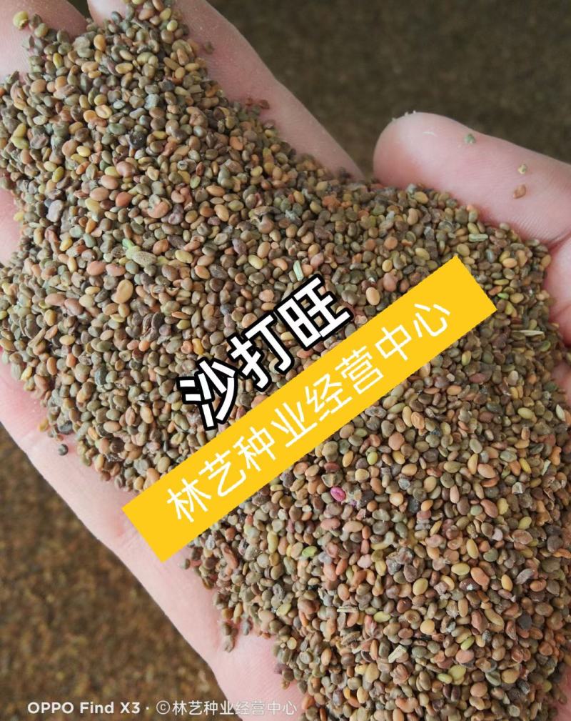 沙打旺种子多年生牧草四季果园绿肥防沙固土护坡耐寒耐旱盐碱