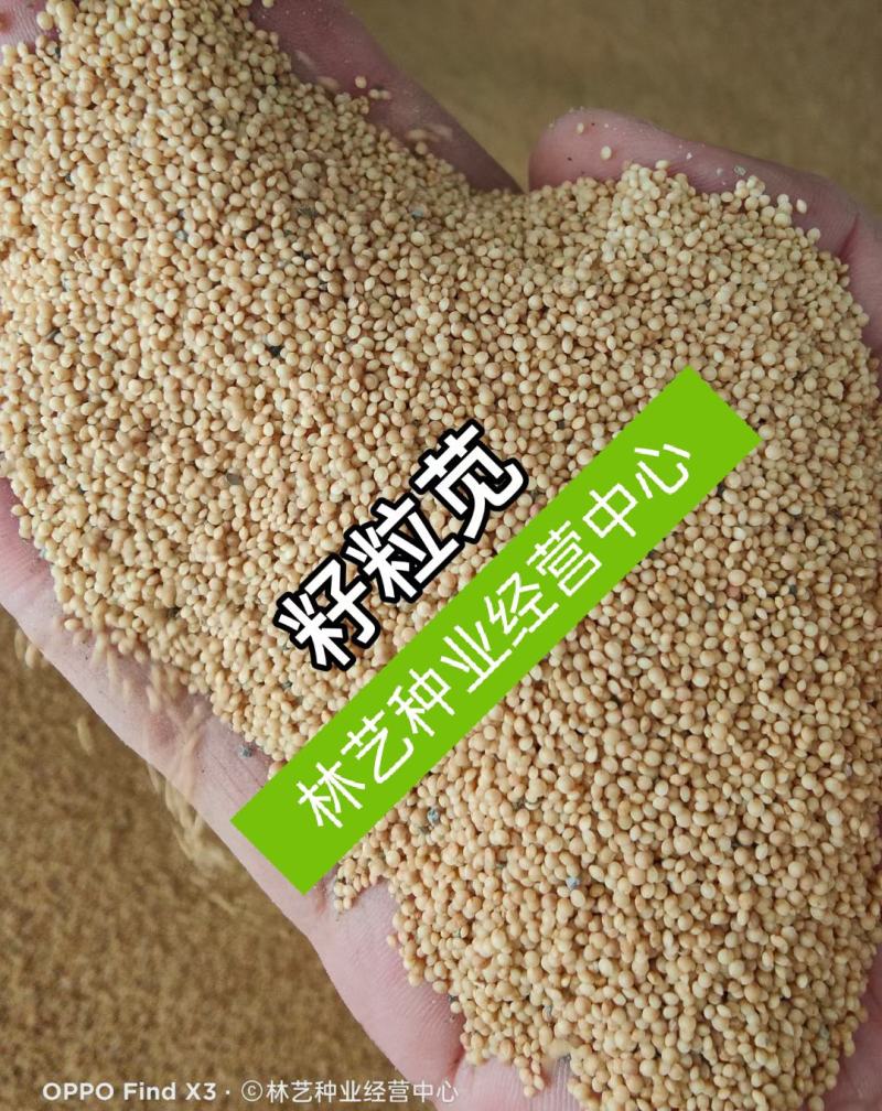 籽粒苋美国籽种进口优质牧草高蛋白适合鸡鸭鹅兔羊猪
