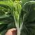 鲜苔1号白菜苔种子，苔叶细长，口感柔软，早熟，连续采收型