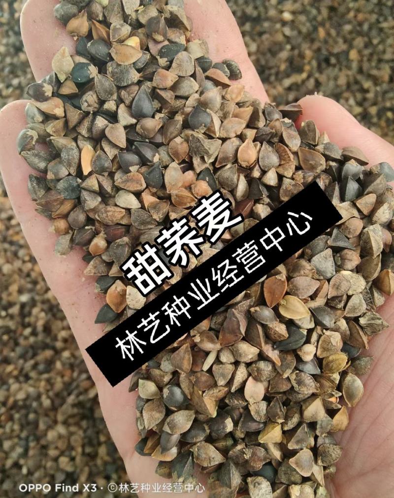 甜荞麦种子杂粮作物芽苗菜高产花草饲用牧草蜜源花青饲料荞麦