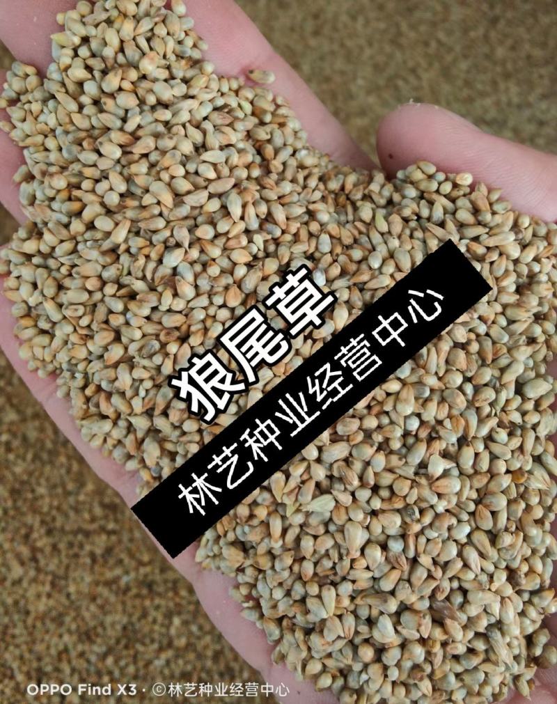 进口杂交狼尾草种子耐旱抗倒伏无病害产量高生长快优质牧草
