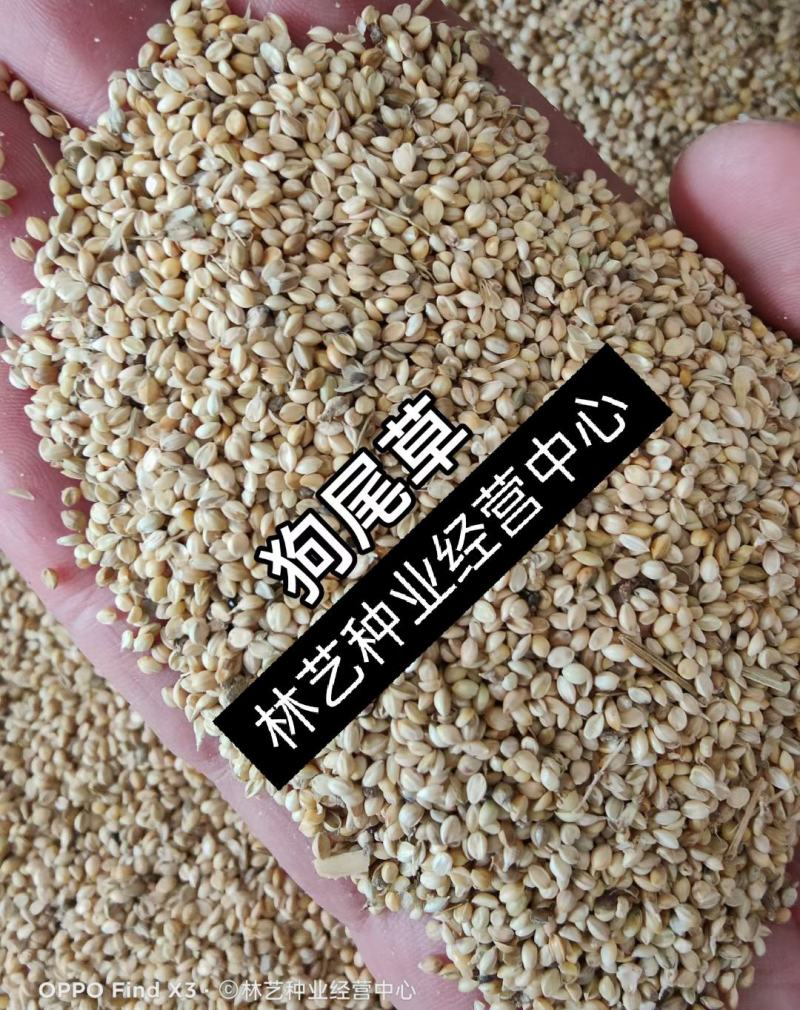狗尾草种子旱地常见牧草杂草观赏型护坡狗尾巴草种子芮草种子