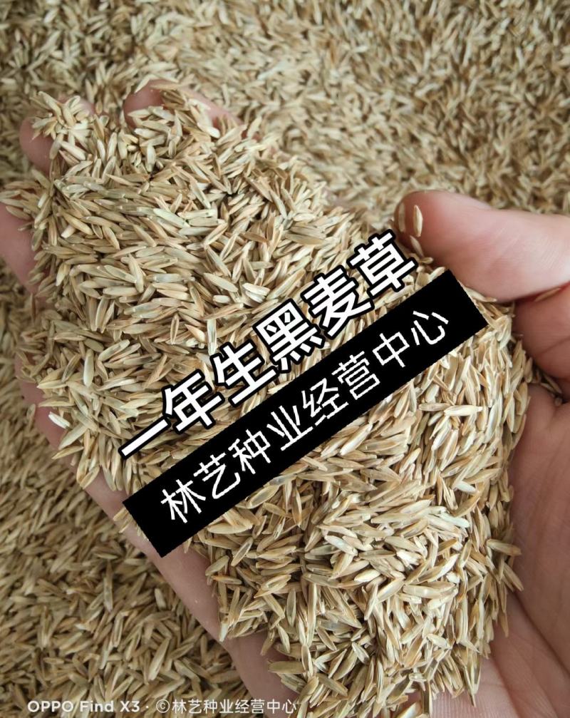 黑麦草种子一年生多年生四季再生养殖牛畜牧草种籽喂鱼草