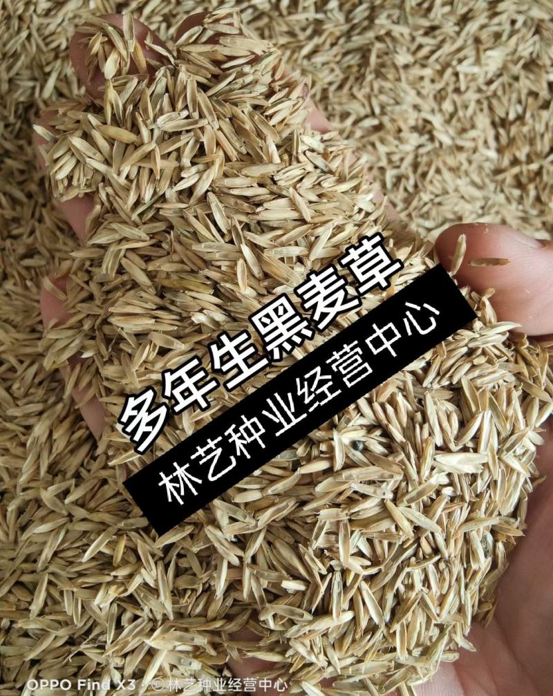 黑麦草种子一年生多年生四季再生养殖牛畜牧草种籽喂鱼草