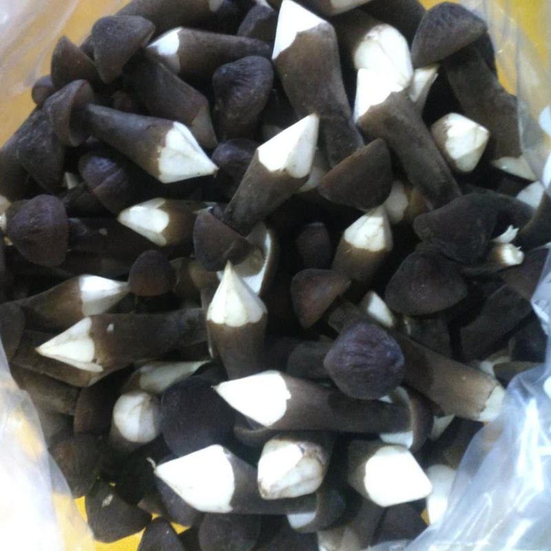 黑皮鸡枞菌