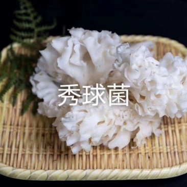 绣球菌