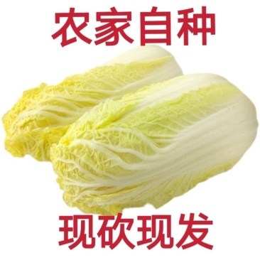 精品娃娃菜质优价廉产地直发