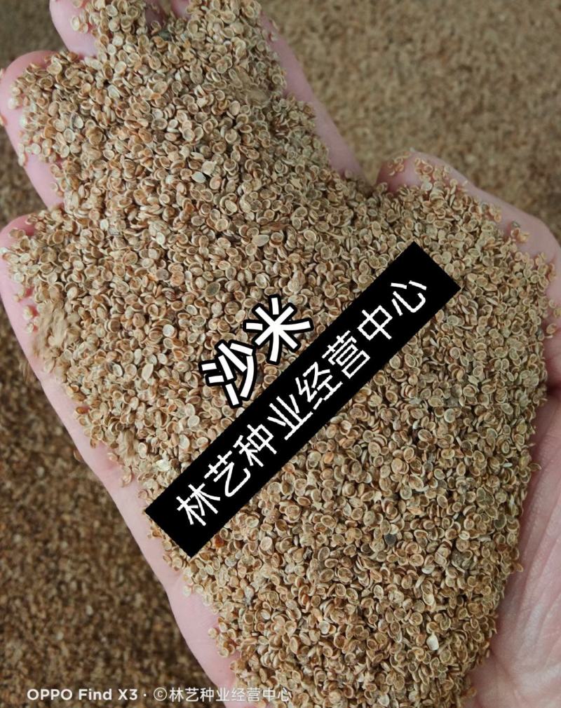 固沙种子沙米种子沙蓬种子荒漠饲料骆驼喜食种籽耐寒耐旱