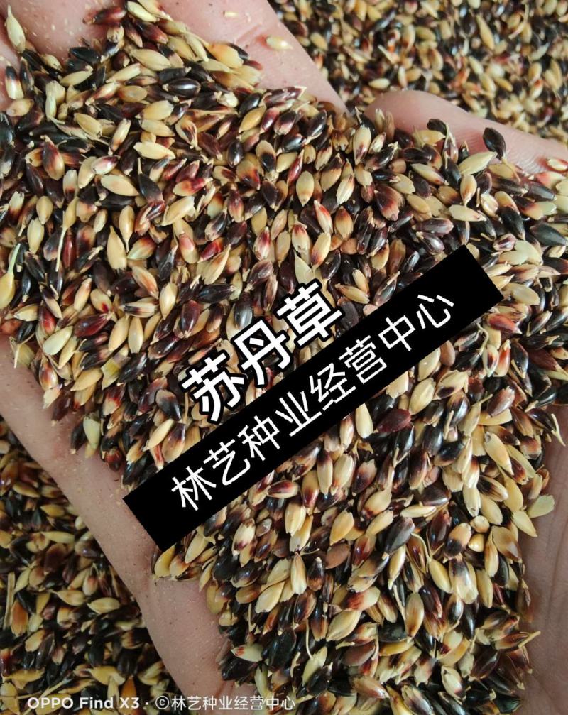 进口高产苏丹草种子鱼草种子四季养殖牧草种子猪牛羊鱼渔草籽