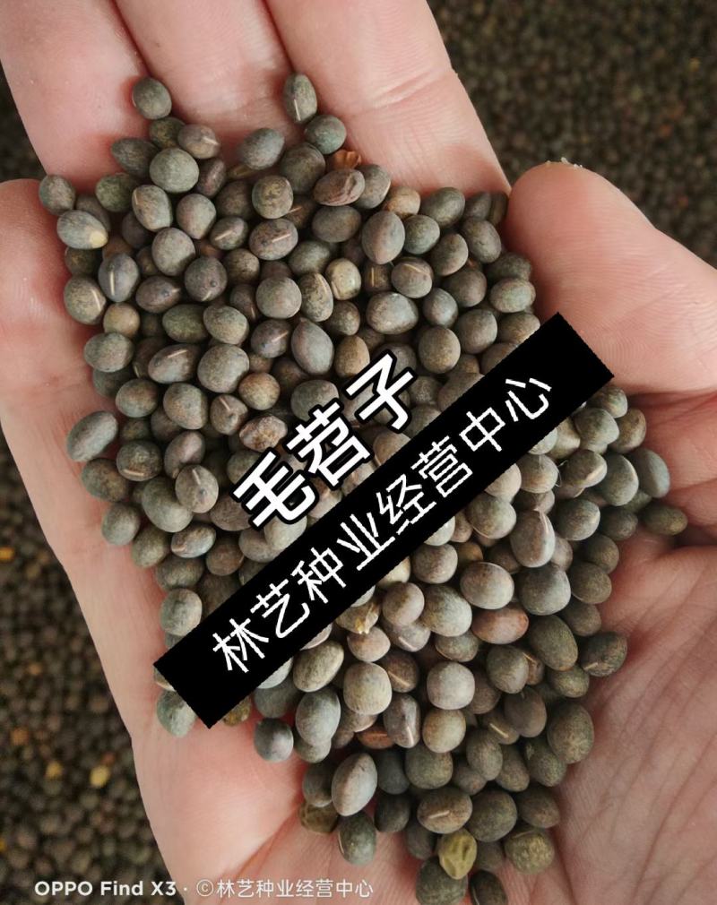 毛苕子种子光叶紫花苕子种籽果园绿肥多年生野豌豆种