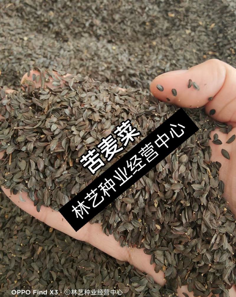 苦荬菜种子养鹅牧草草籽鱼猪鸡鸭鹅苦麻菜苦麦菜苦买菜苦荬菜