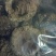 蜂窝小蜂房软蜂窝一斤起批大货便药厂货一手货源产地直发