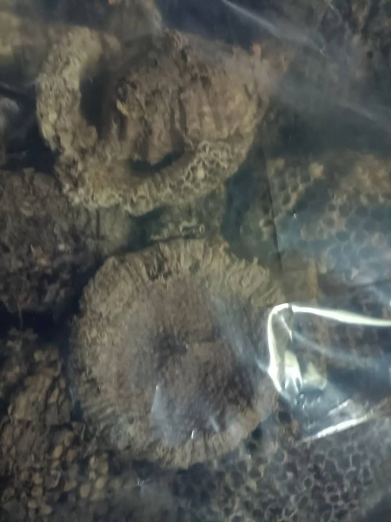 蜂窝小蜂房软蜂窝一斤起批大货便药厂货一手货源产地直发