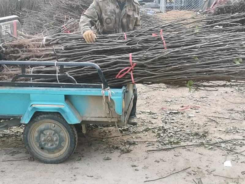 秋月梨苗，杜梨根系，抗病能力强，纯度高，自家基地培育