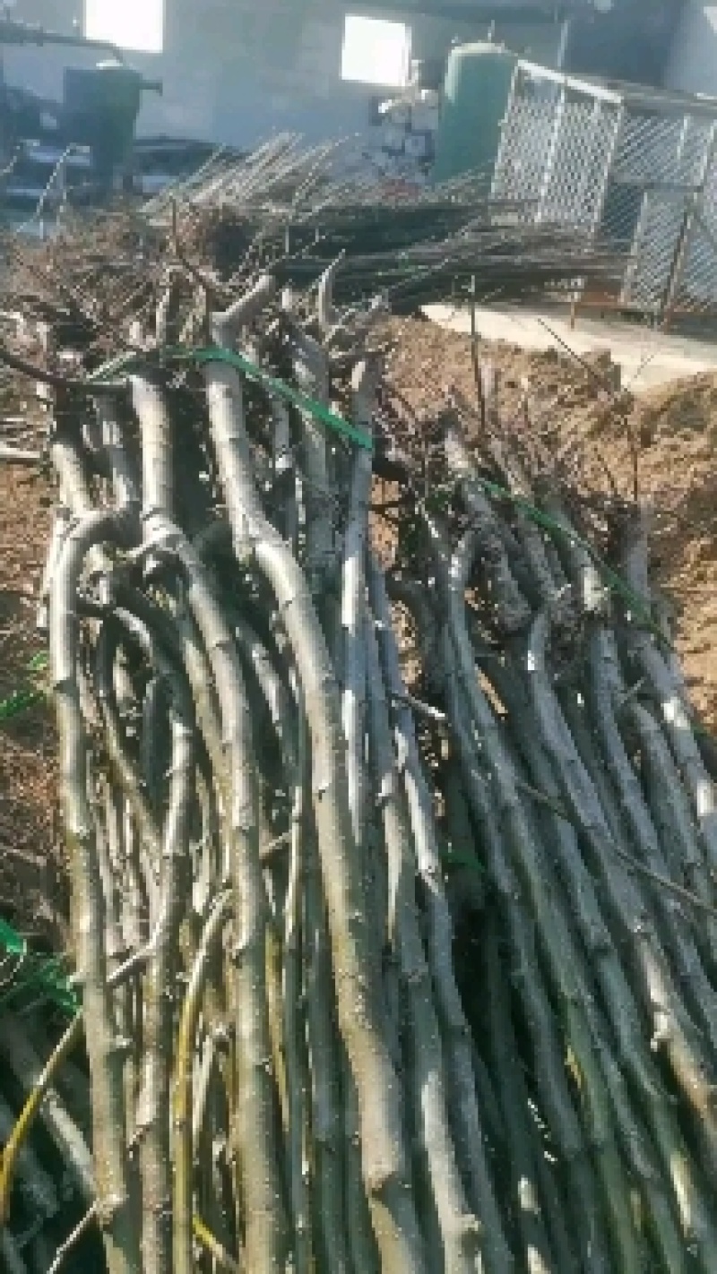 秋月梨苗，杜梨根系，抗病能力强，纯度高，自家基地培育