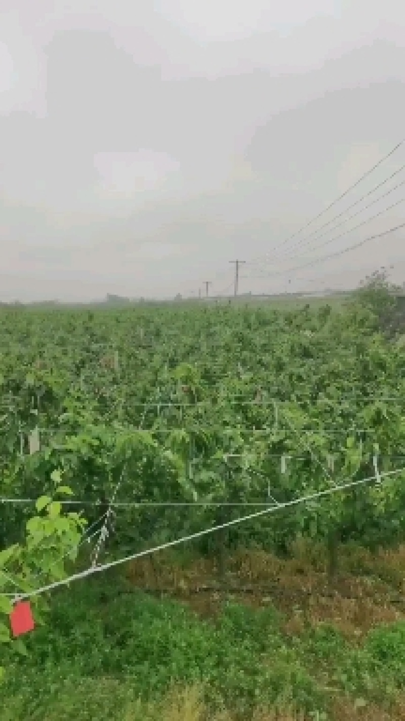 位于山东省青岛市莱西400亩秋月梨园对外出售，