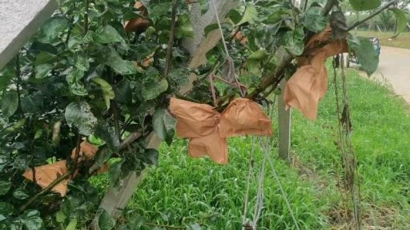 位于山东省青岛市莱西400亩秋月梨园对外出售，