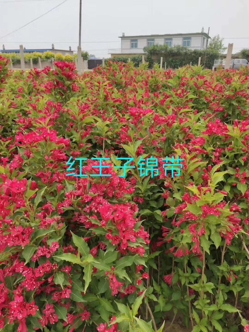 红王子锦带四季锦带规格齐全价格优惠