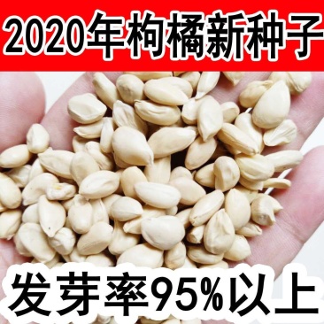 新采枸橘种子枳壳种子香橙红橘种子柑橘马甲子嫁接砧木带刺篱