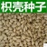 新采枸橘种子枳壳种子香橙红橘种子柑橘马甲子嫁接砧木带刺篱