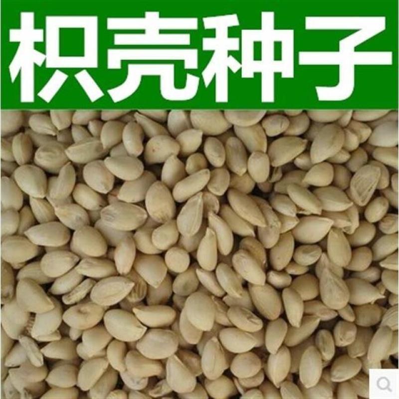 新采枸橘种子枳壳种子香橙红橘种子柑橘马甲子嫁接砧木带刺篱