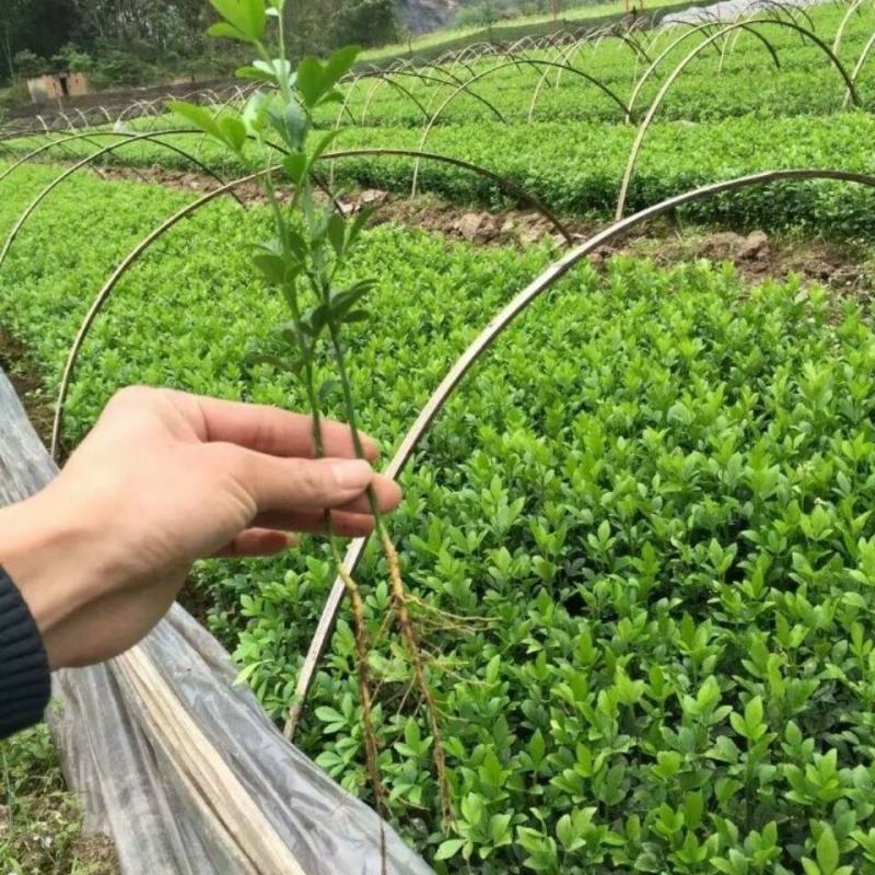 新采枸橘种子枳壳种子香橙红橘种子柑橘马甲子嫁接砧木带刺篱