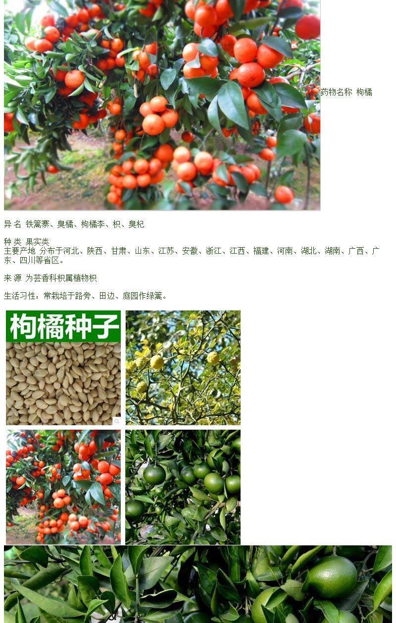 新采枸橘种子枳壳种子香橙红橘种子柑橘马甲子嫁接砧木带刺篱