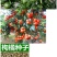 新采枸橘种子枳壳种子香橙红橘种子柑橘马甲子嫁接砧木带刺篱