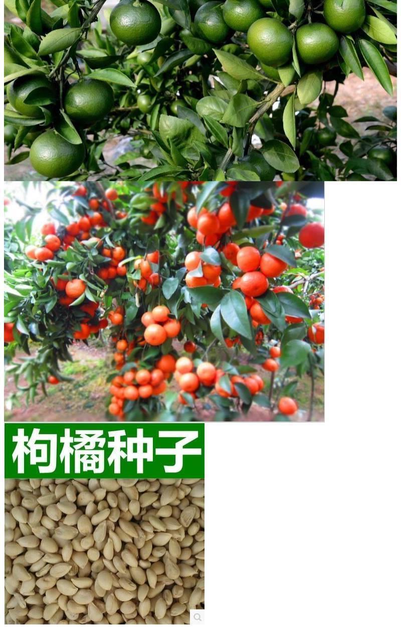 新采枸橘种子枳壳种子香橙红橘种子柑橘马甲子嫁接砧木带刺篱