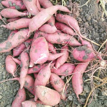 商薯19红薯，红皮白心，安微泗县洋湖红薯诚信经营合作