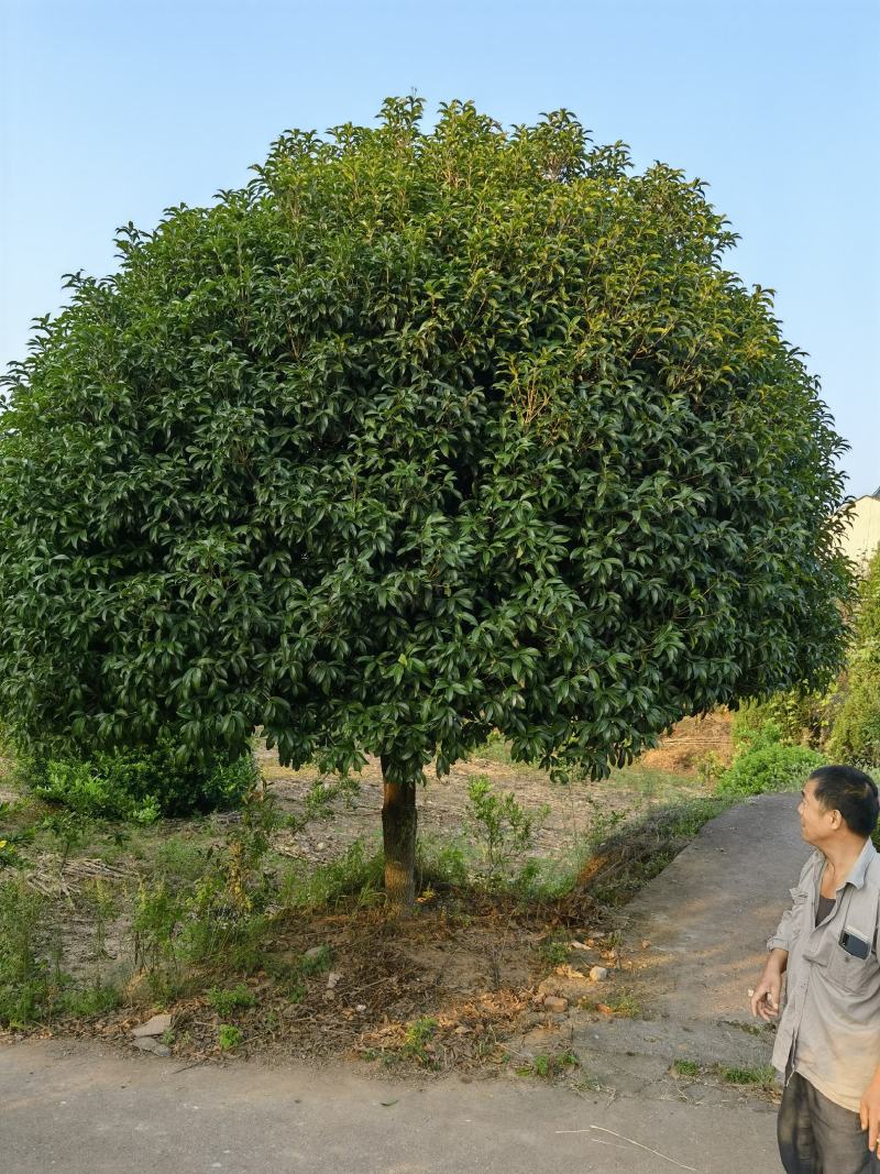 桂花树，多种规格，自然冠，精修冠，长年销售