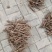 赤芍苗芍药苗基地直销成活率高产量高一手货源