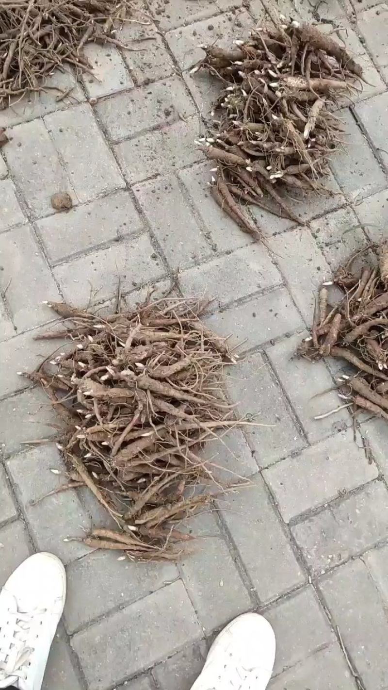 赤芍苗芍药苗基地直销成活率高产量高一手货源