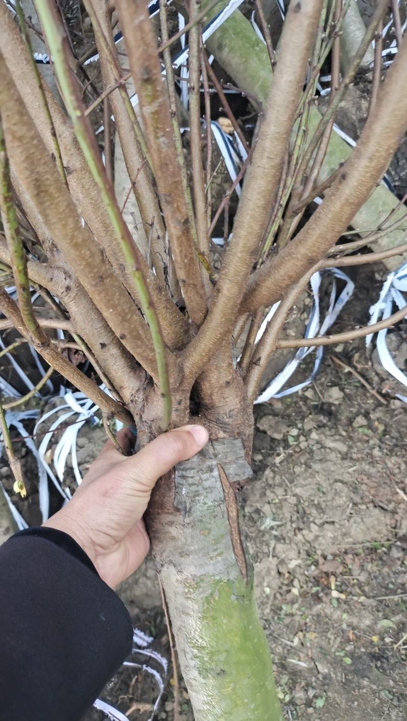 紫叶桃红叶桃碧桃红叶碧桃青叶碧桃爆花桃树桃树