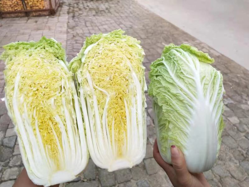 娃娃菜精品黄心娃娃菜大量供应河南万亩基地装娃娃菜