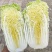 娃娃菜精品黄心娃娃菜大量供应河南万亩基地装娃娃菜