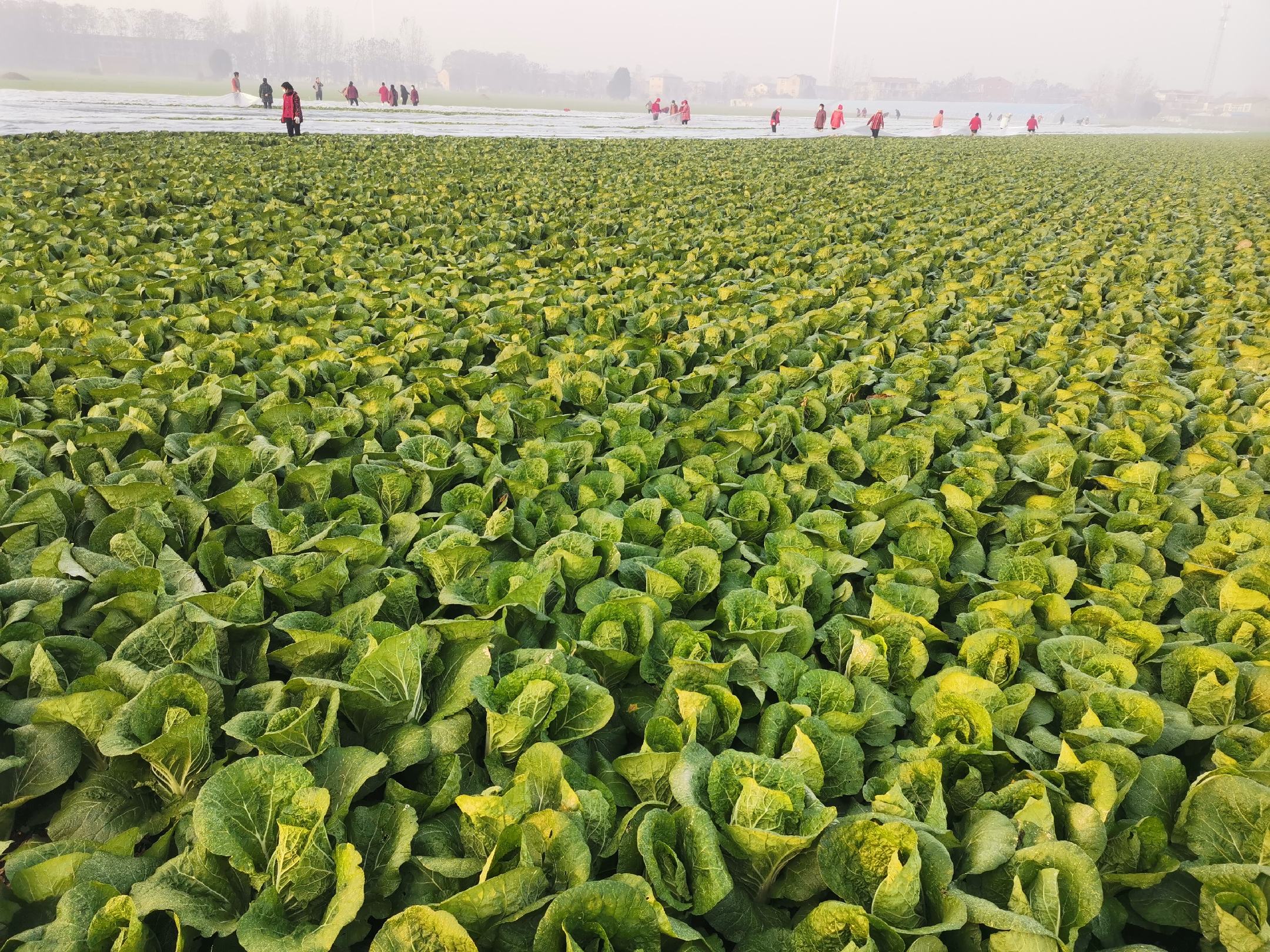 高山娃娃菜田间种植图