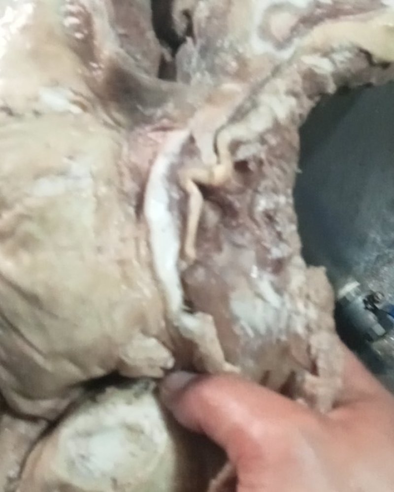 熟羊肉，熟度高