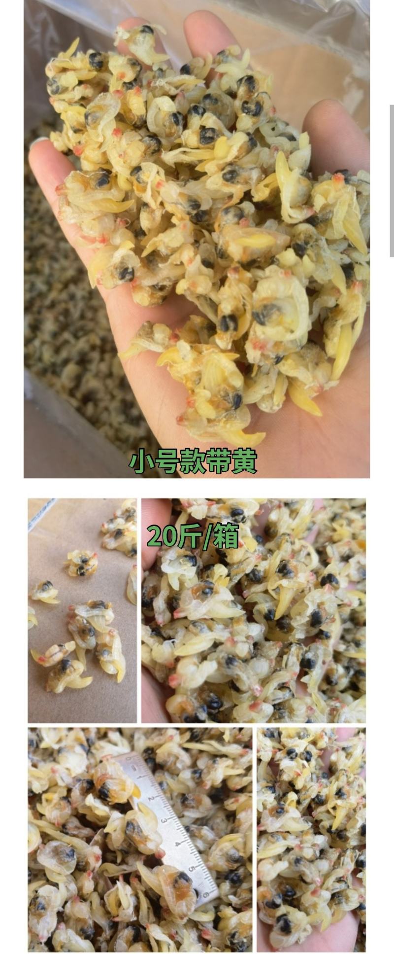 批发黄蚬子肉蛤蜊肉干去黄花甲螺肉干贝类水产蚬子肉海鲜特产