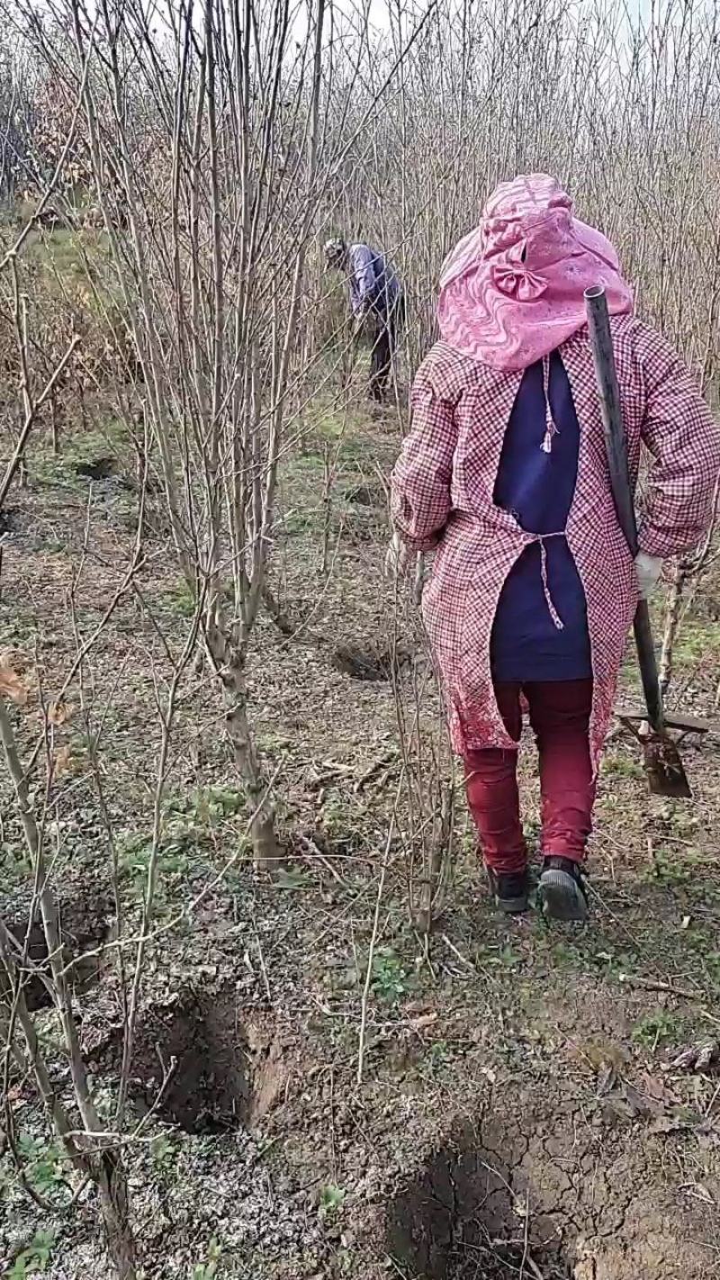 木槿花木槿树苗木槿花平条花木槿工程苗木