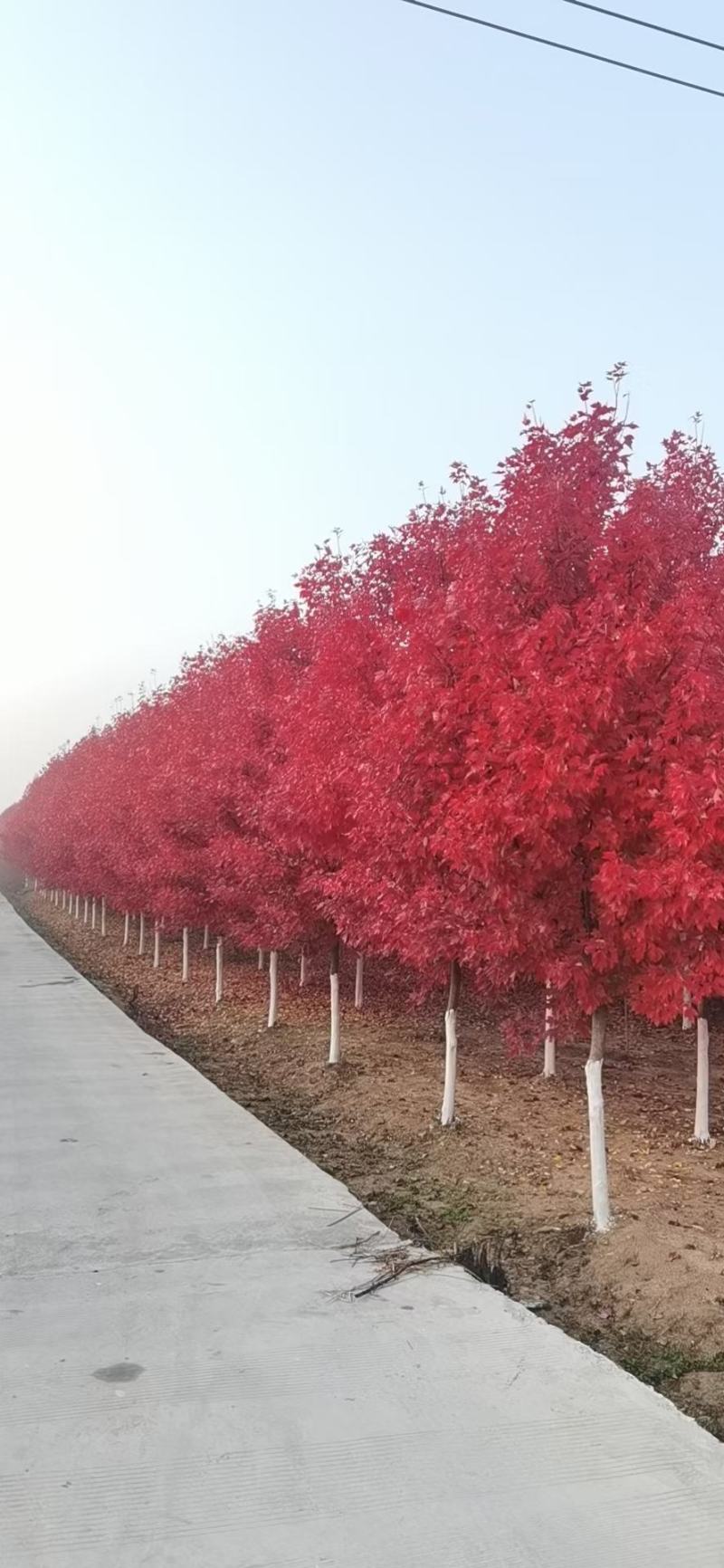 专业培育精品红冠红枫，自家苗圃，无中介，欢迎采购