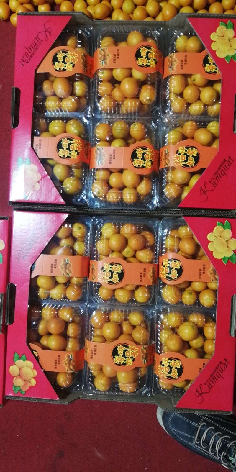 美丽的桂林山水甲天下叶果大量供应，专业代办运费买家承担